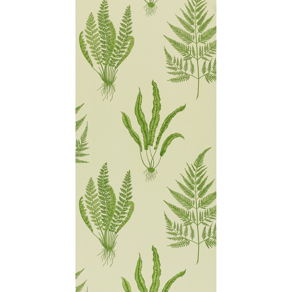 Woodland Ferns Botanical Wallpaper 102 by Sanderson in Green